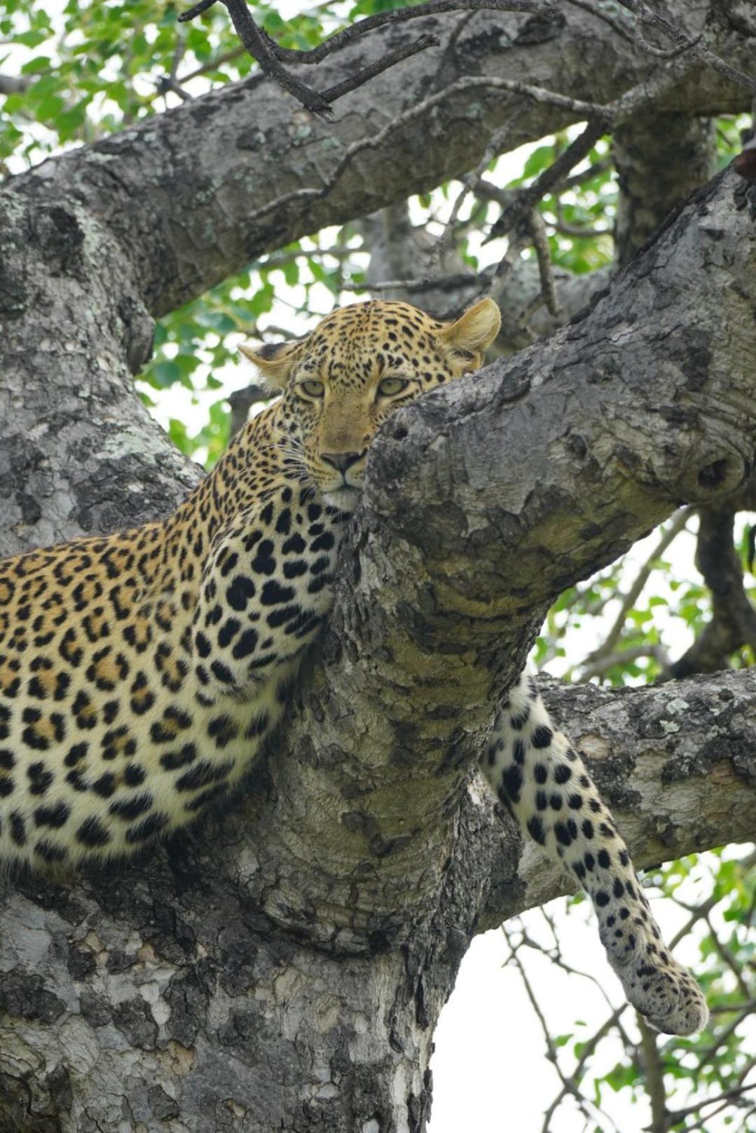 Maroelani Lodge- Greater Kruger Private Reserve Hoedspruit Kültér fotó