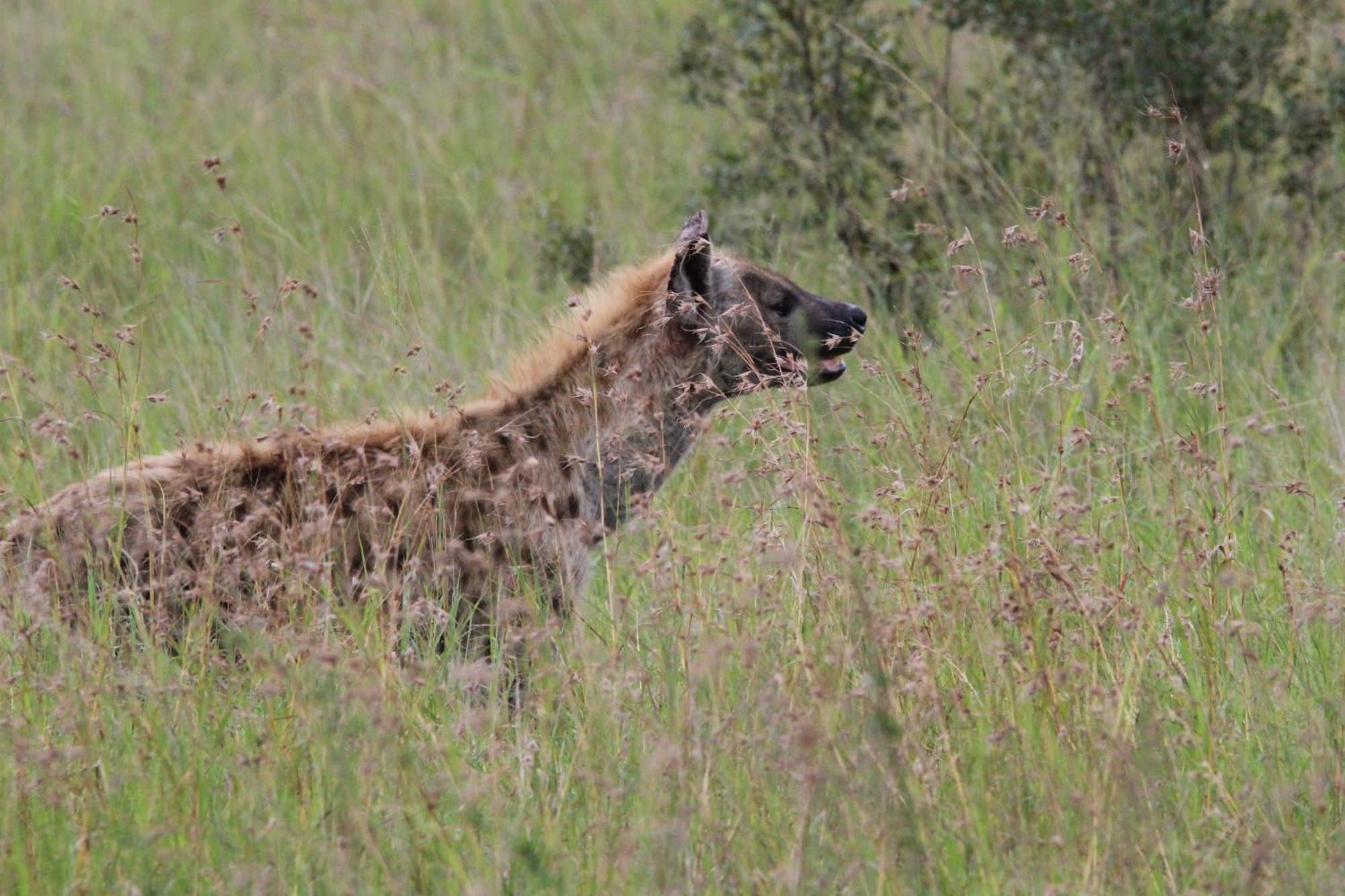 Maroelani Lodge- Greater Kruger Private Reserve Hoedspruit Kültér fotó